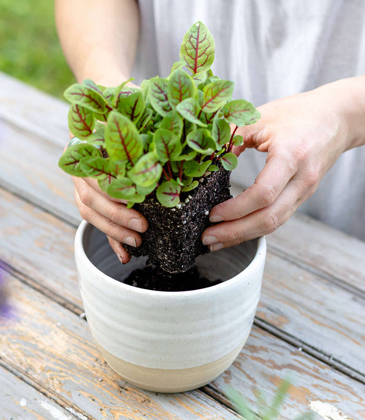 Small Ceramic Planter